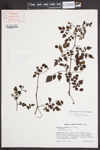 Nekemias arborea image