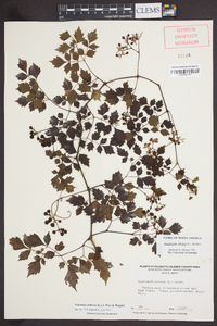 Nekemias arborea image