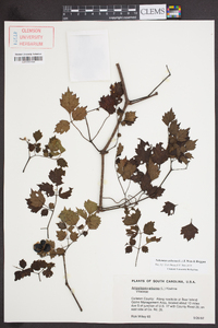 Nekemias arborea image