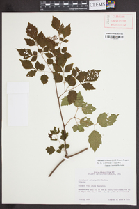 Nekemias arborea image