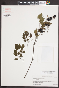 Nekemias arborea image
