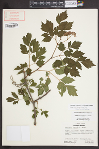 Nekemias arborea image