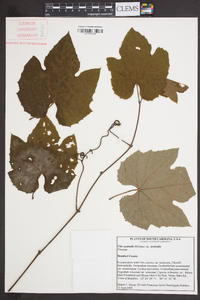 Vitis aestivalis var. aestivalis image