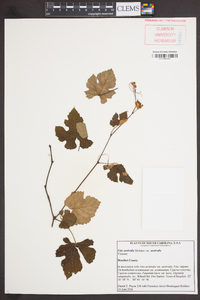 Vitis aestivalis var. aestivalis image