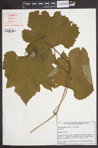 Vitis aestivalis var. aestivalis image