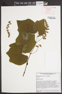 Vitis aestivalis var. aestivalis image