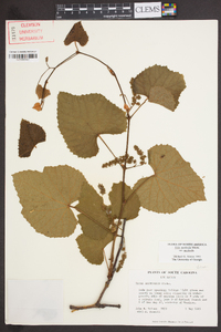 Vitis aestivalis var. aestivalis image