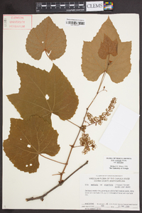 Vitis aestivalis var. aestivalis image