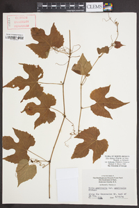 Vitis cinerea image