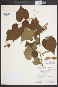 Vitis cinerea image