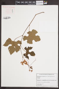 Vitis cinerea image