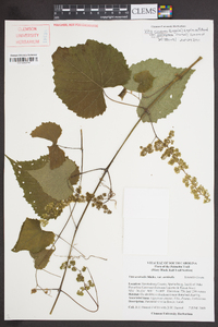 Vitis cinerea image