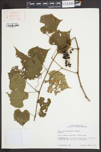 Vitis cinerea image