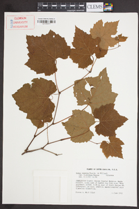 Vitis cinerea image