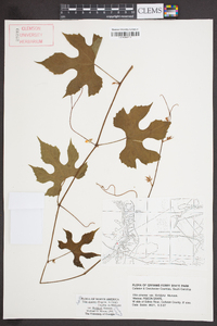 Vitis cinerea var. floridana image