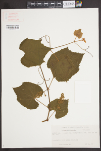 Vitis labrusca image