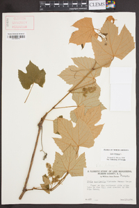 Vitis labrusca image