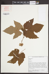 Vitis labrusca image