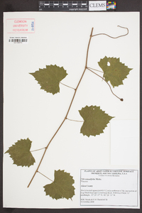 Vitis rotundifolia image