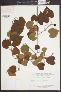 Vitis rotundifolia image