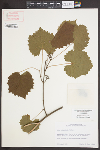 Muscadinia rotundifolia var. rotundifolia image