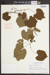 Muscadinia rotundifolia var. rotundifolia image