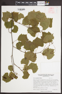 Vitis rotundifolia image