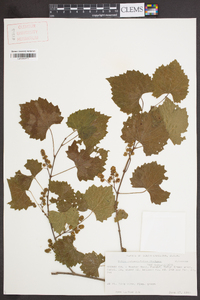 Muscadinia rotundifolia image