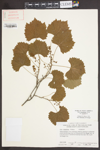 Muscadinia rotundifolia var. rotundifolia image