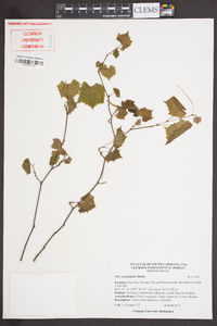 Vitis rotundifolia image