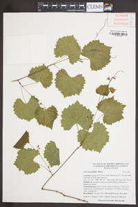 Vitis rotundifolia image