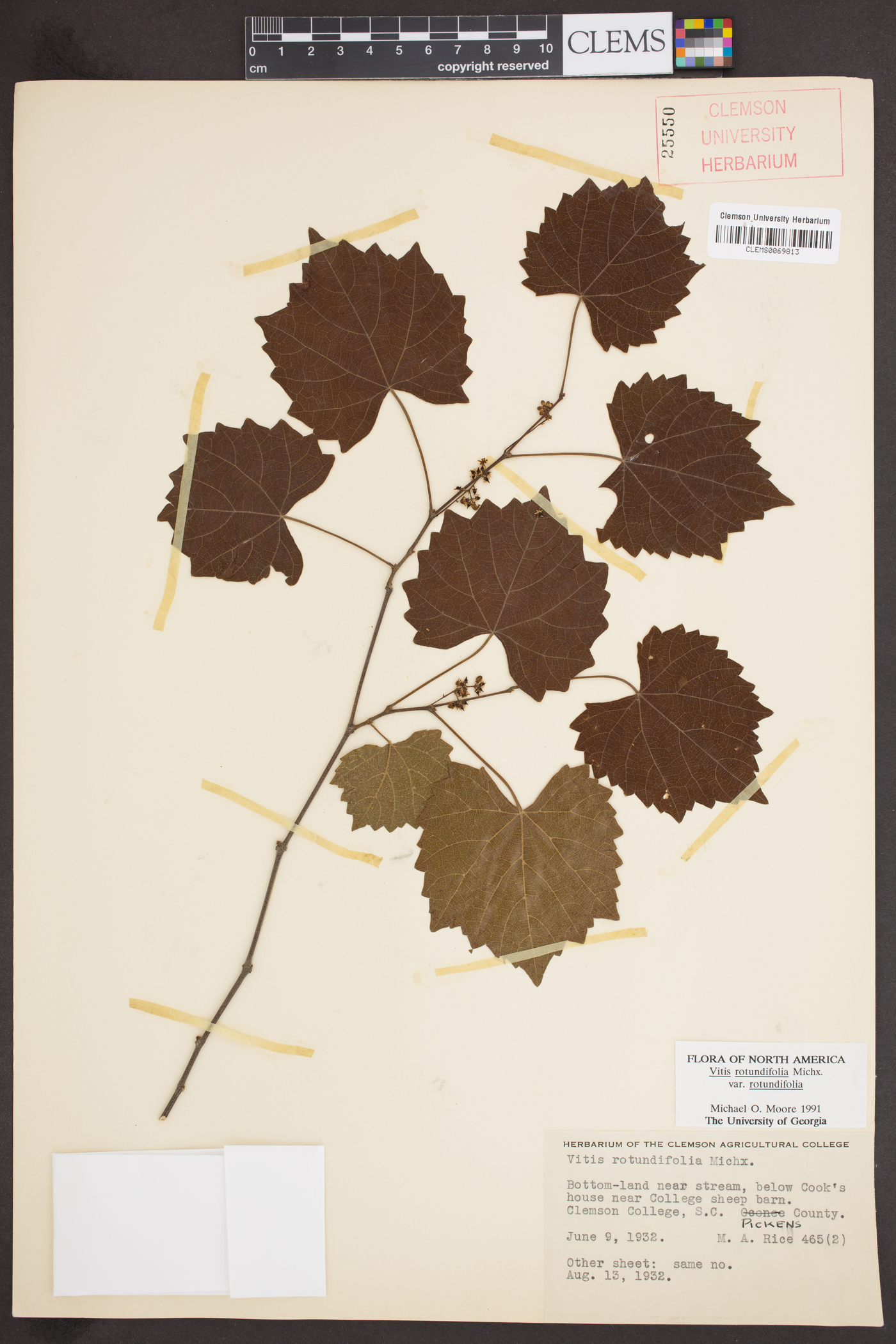 Muscadinia rotundifolia var. rotundifolia image