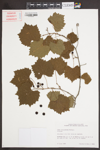 Vitis rotundifolia image