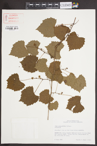 Vitis rotundifolia image