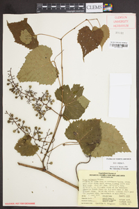 Vitis vulpina image