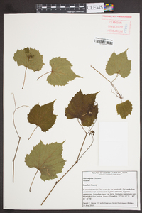 Vitis vulpina image