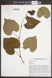 Vitis vulpina image