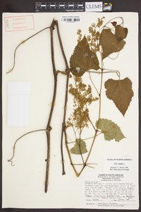 Vitis vulpina image