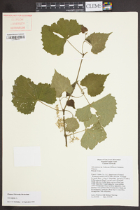 Vitis vulpina image