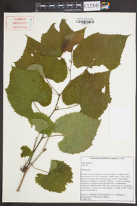 Vitis vulpina image