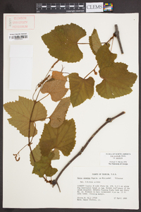 Vitis aestivalis var. aestivalis image