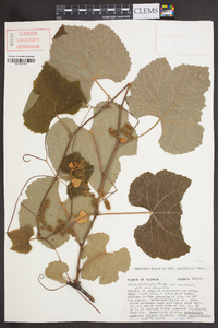 Vitis aestivalis var. aestivalis image