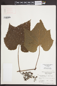 Vitis aestivalis var. aestivalis image