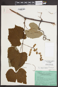 Vitis aestivalis var. aestivalis image