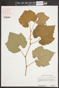 Vitis aestivalis var. lincecumii image