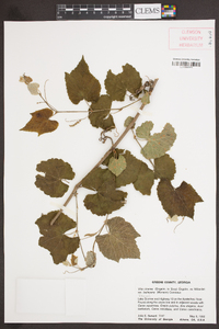 Vitis cinerea image