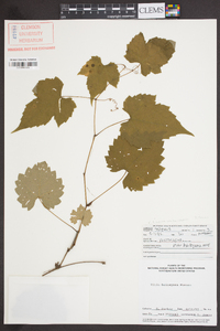 Vitis cinerea var. baileyana image