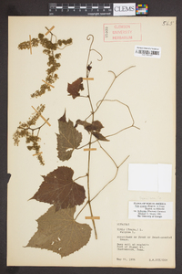 Vitis cinerea var. baileyana image