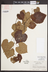 Vitis cinerea image