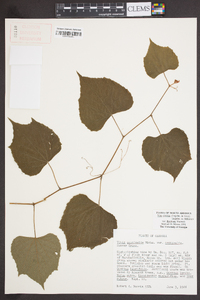 Vitis cinerea image